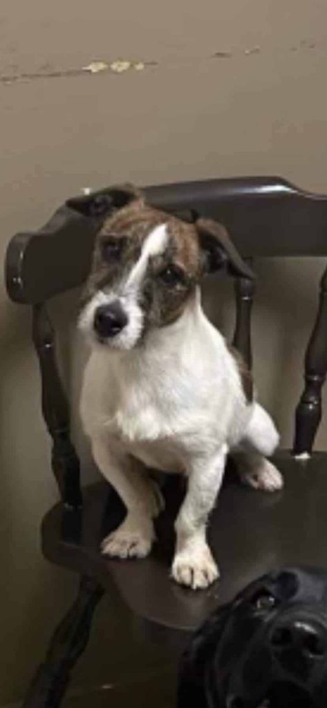 Missing dog