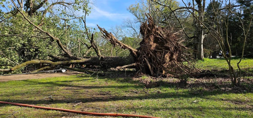 camper fire tree down