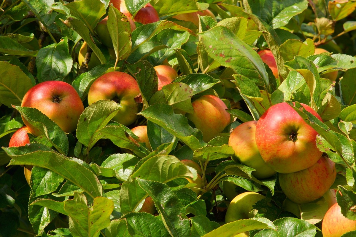 National Johnny Appleseed Day