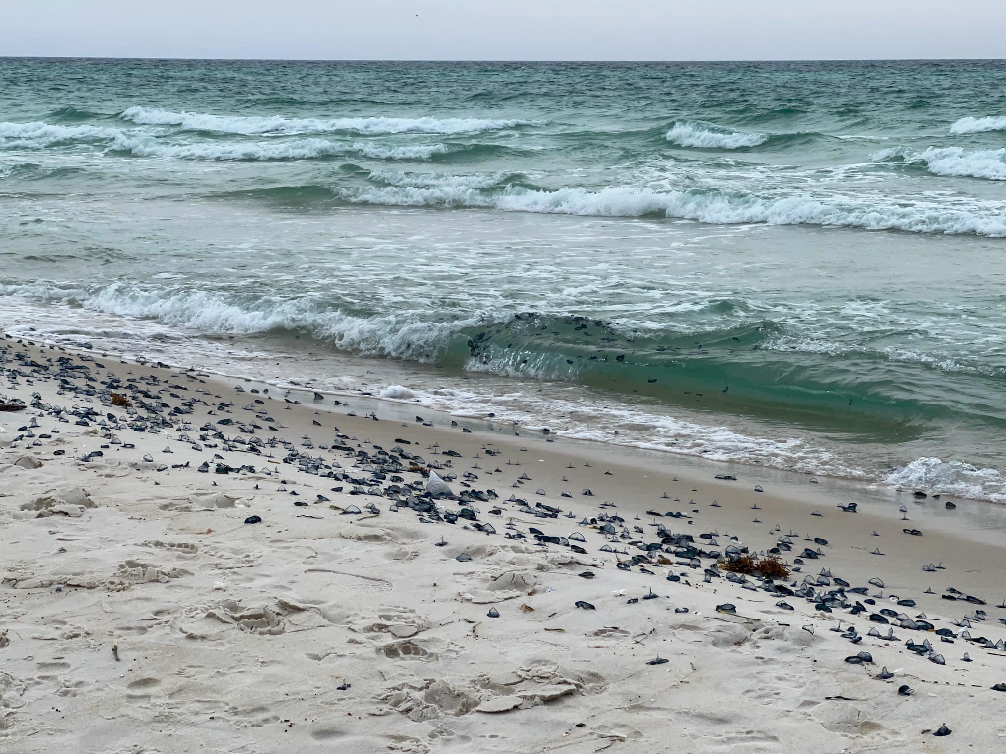 Portuguese Man O' War