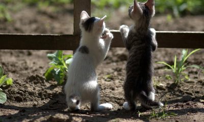 kittens pets