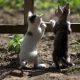 kittens pets