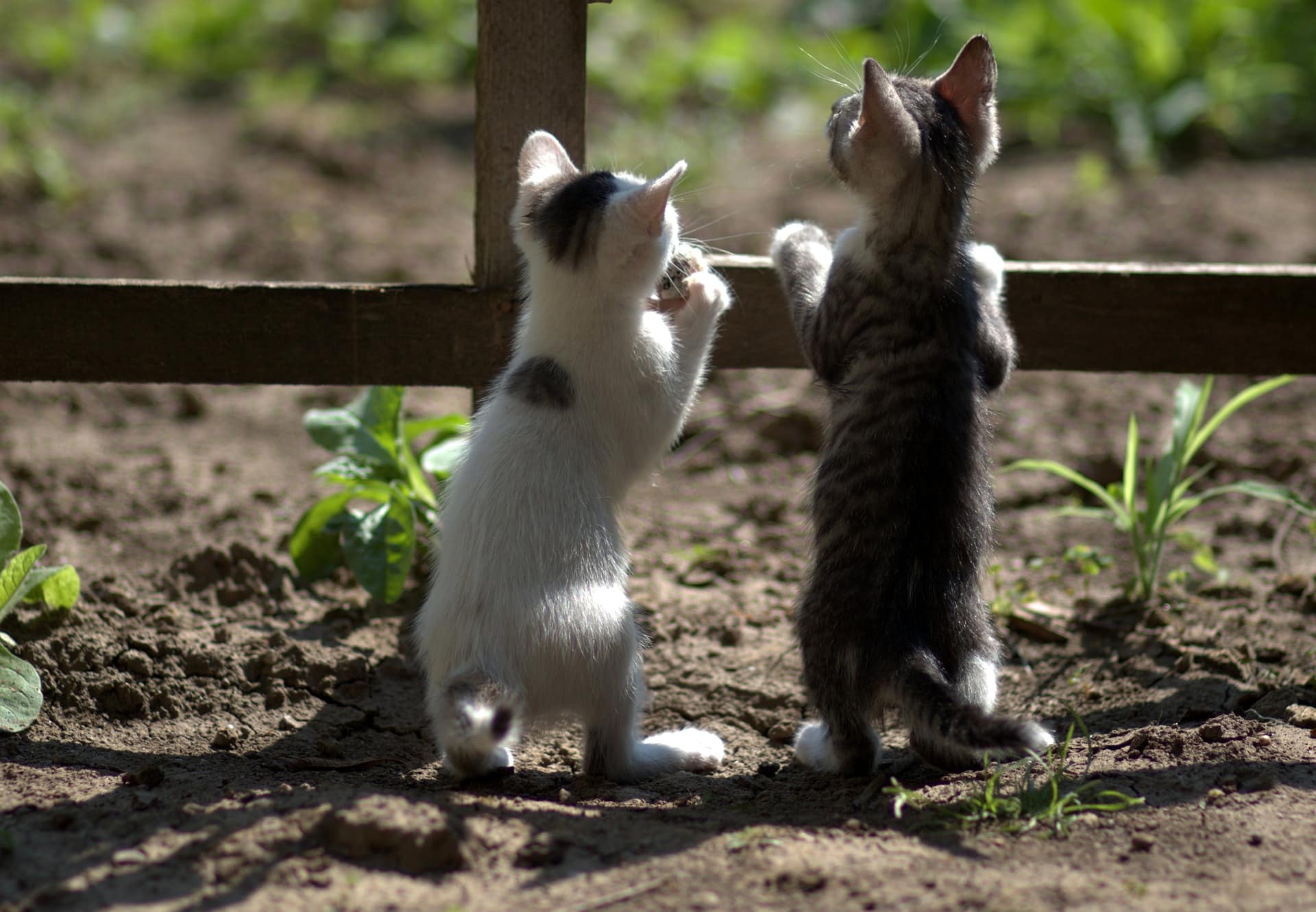 kittens pets