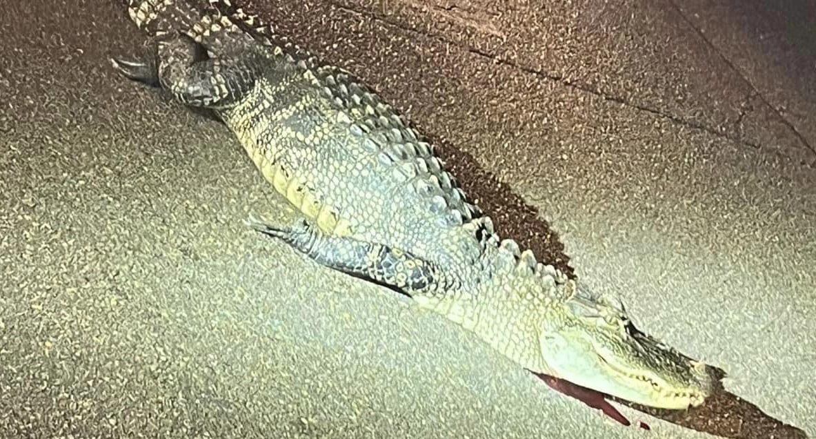 Alligator