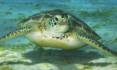 sea turtle