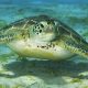 sea turtle