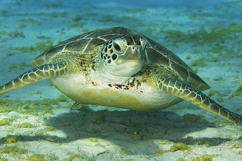 sea turtle
