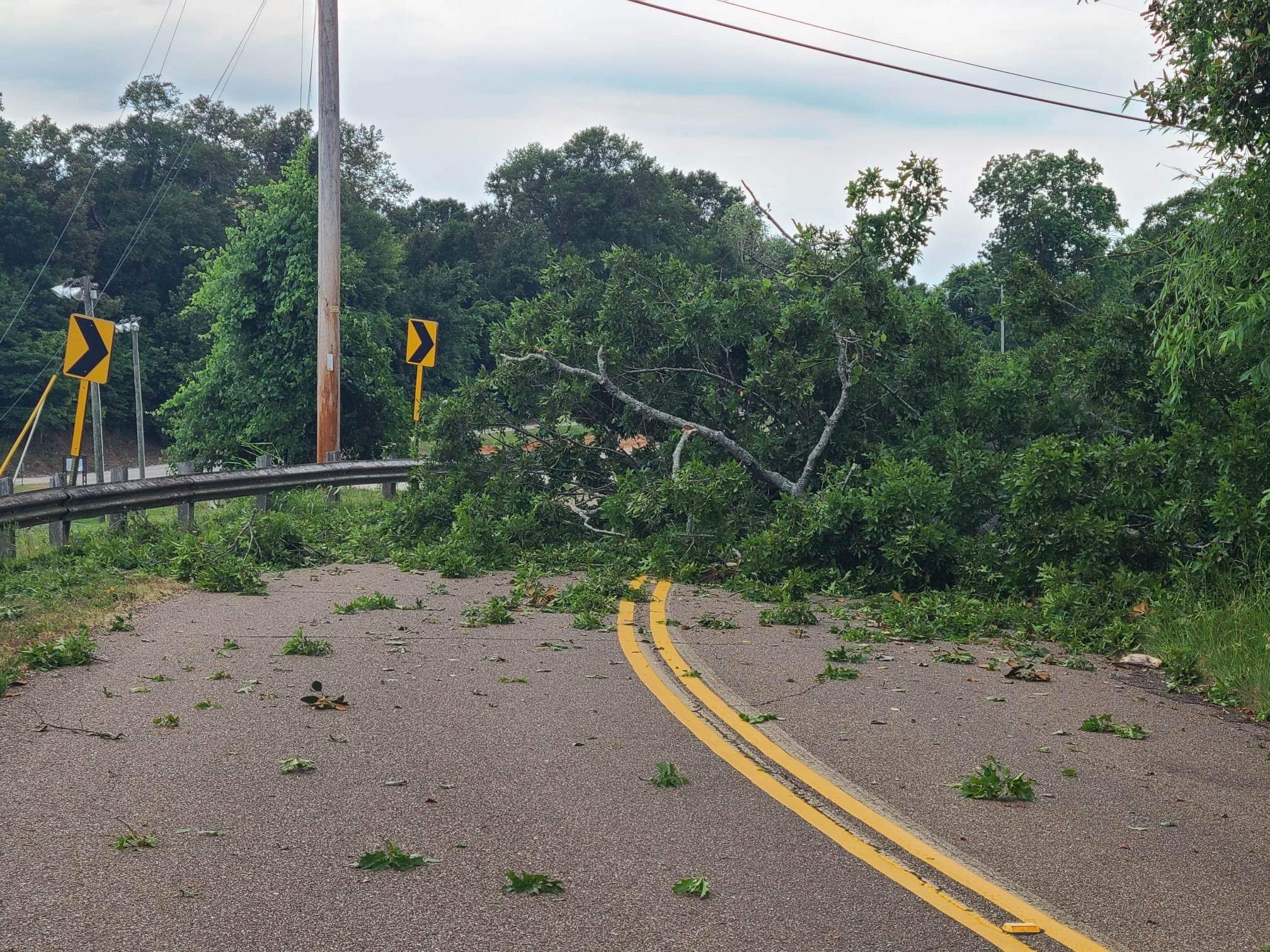 Trees down