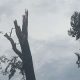 ef1 tornado lisa