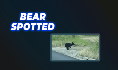 bear in vicksburg