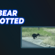 bear in vicksburg