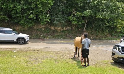 horse hit on highway 80
