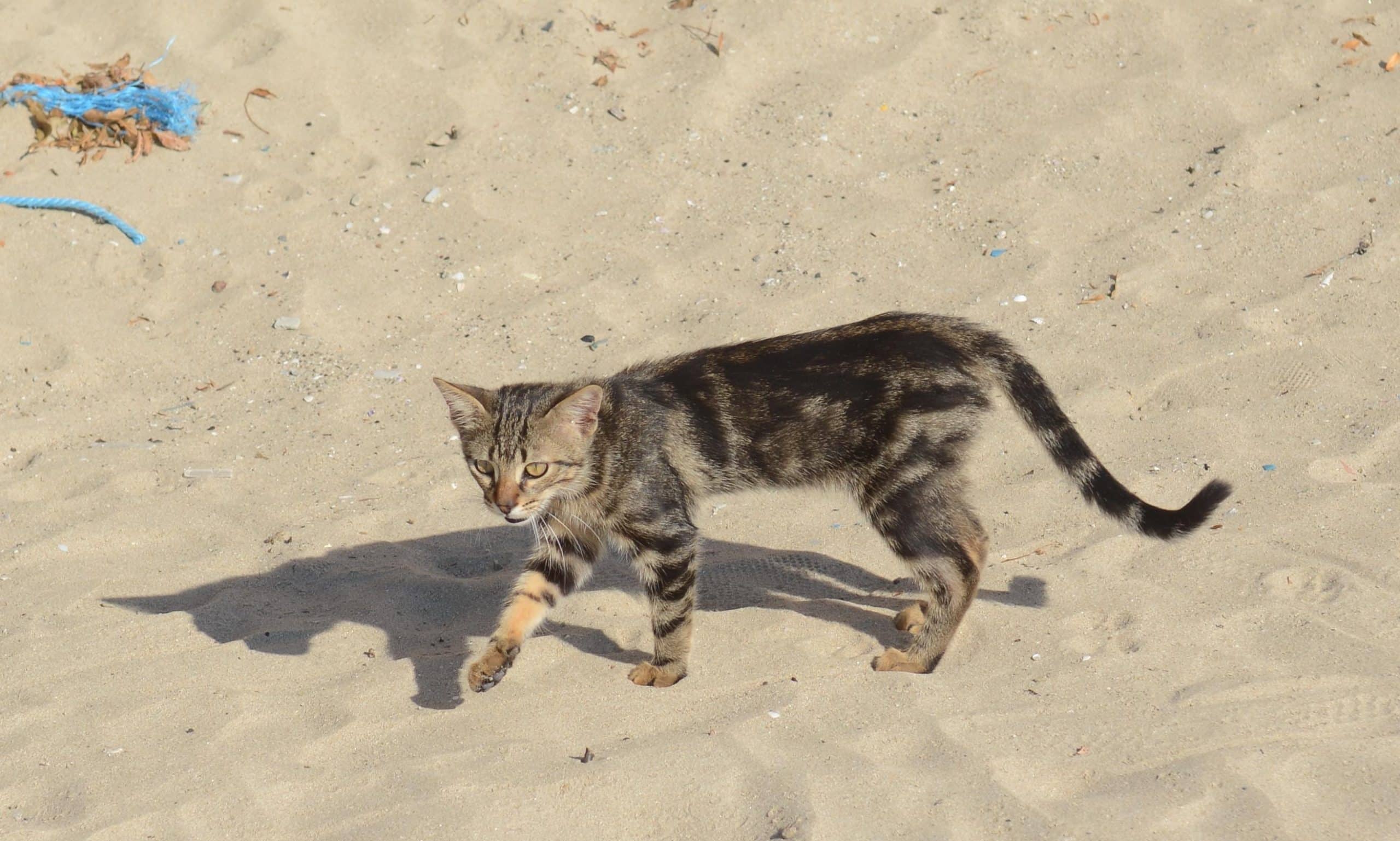man arrested for cat poop