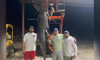 Hunters with alligator