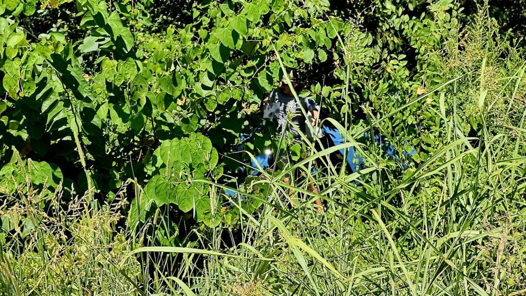 Vehicle in foilage
