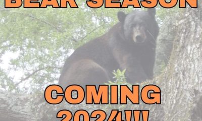 bear hunting
