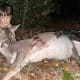 Brock Fields and deer