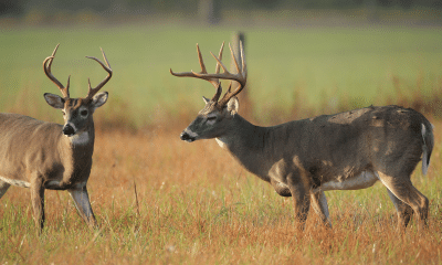 deer