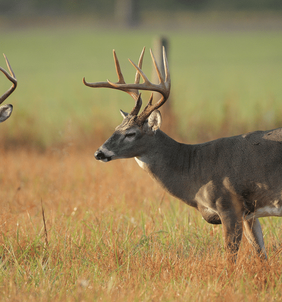 deer