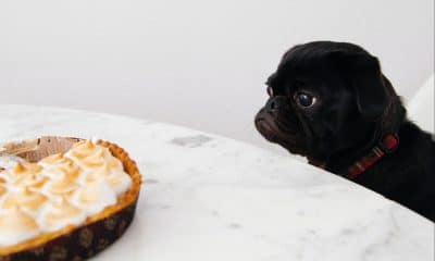 A dog and a pie