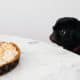 A dog and a pie
