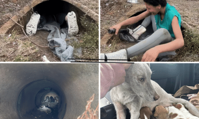 rescuers, puppies