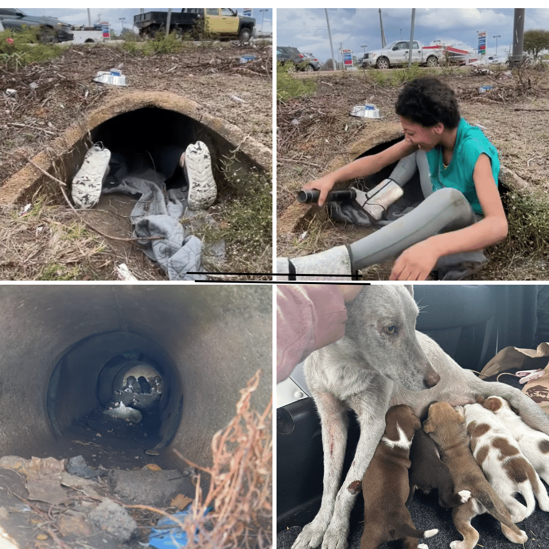 rescuers, puppies