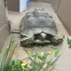 Someone's pet tortoise has been found in Ridgeland.