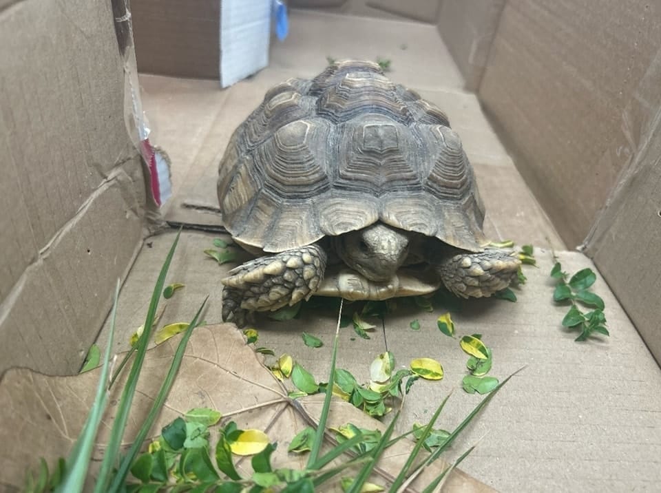 Someone's pet tortoise has been found in Ridgeland.
