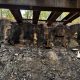 Police are looking into the burning of this bridge as a possible arson.
