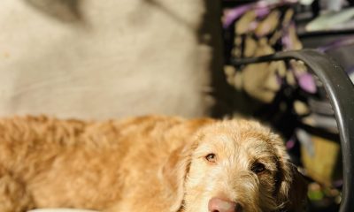 Lucy is missing