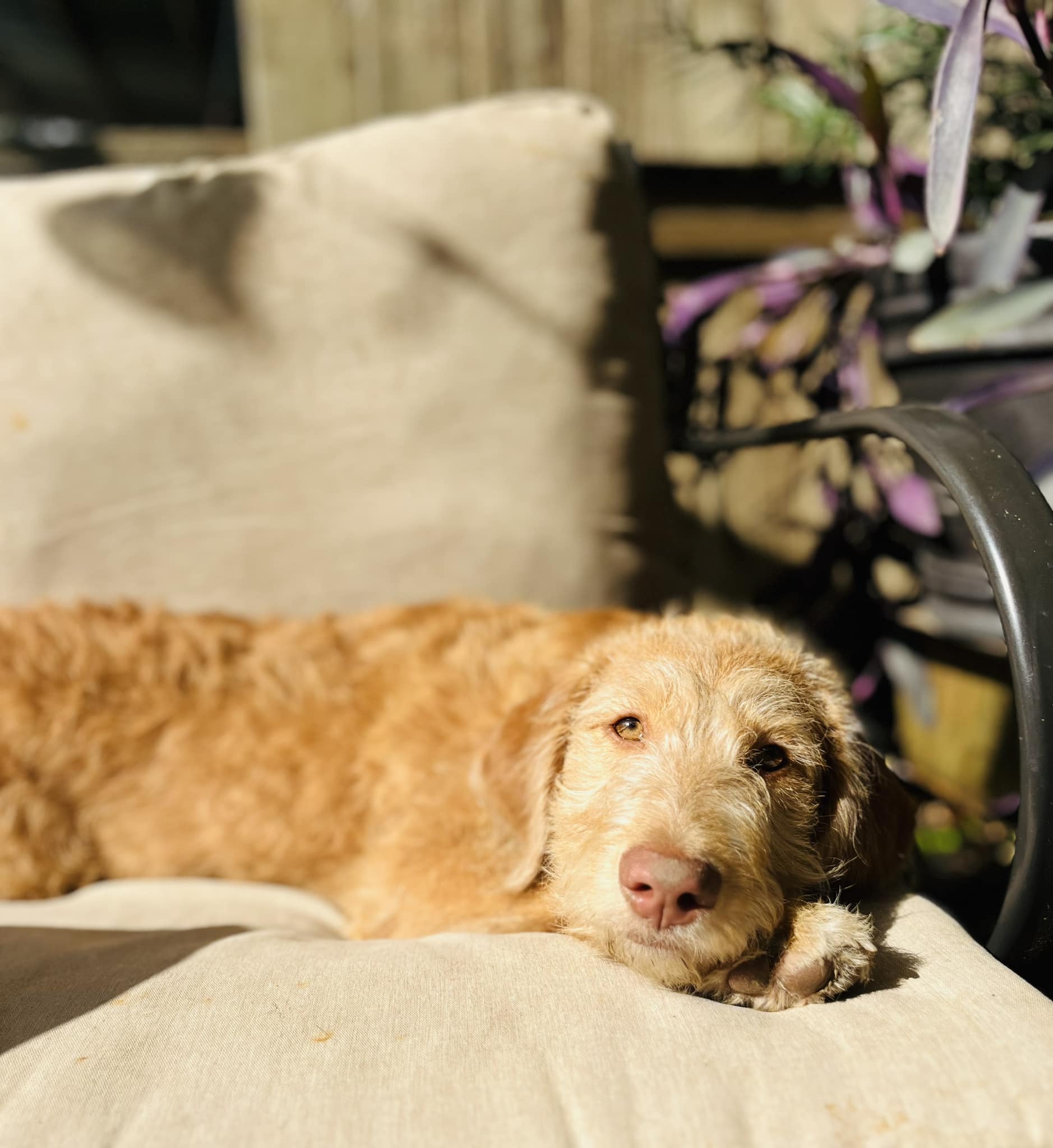 Lucy is missing