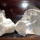 Mastodon remains