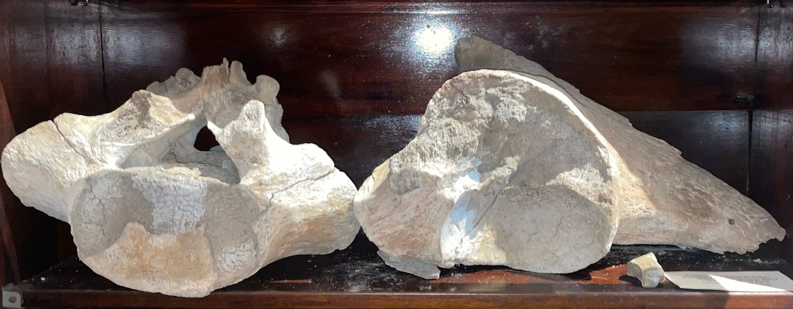 Mastodon remains