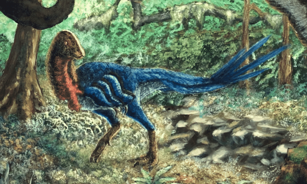 eoneophron infernalis