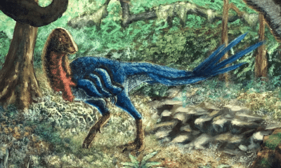 eoneophron infernalis