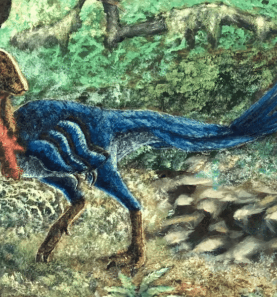 eoneophron infernalis