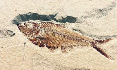 fossile