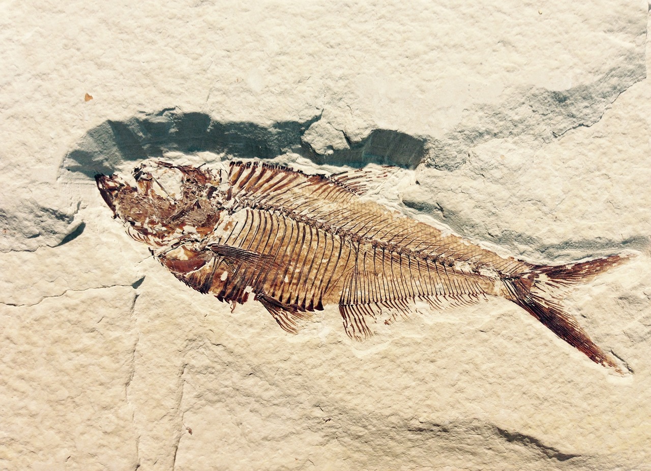 fossile
