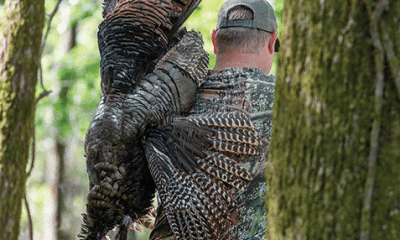 turkey season