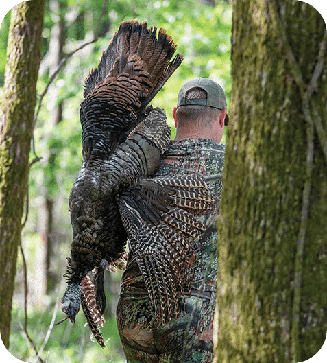 turkey season