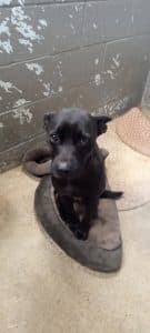 Animal Shelter