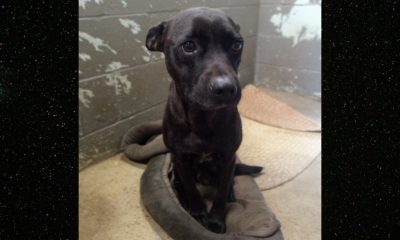 “Momma Mia” at the Vicksburg Animal Shelter needs your love