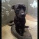 “Momma Mia” at the Vicksburg Animal Shelter needs your love