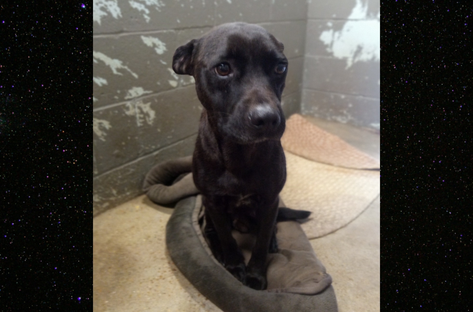 “Momma Mia” at the Vicksburg Animal Shelter needs your love