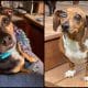 Mom battling cancer needs a loving home for her dogs