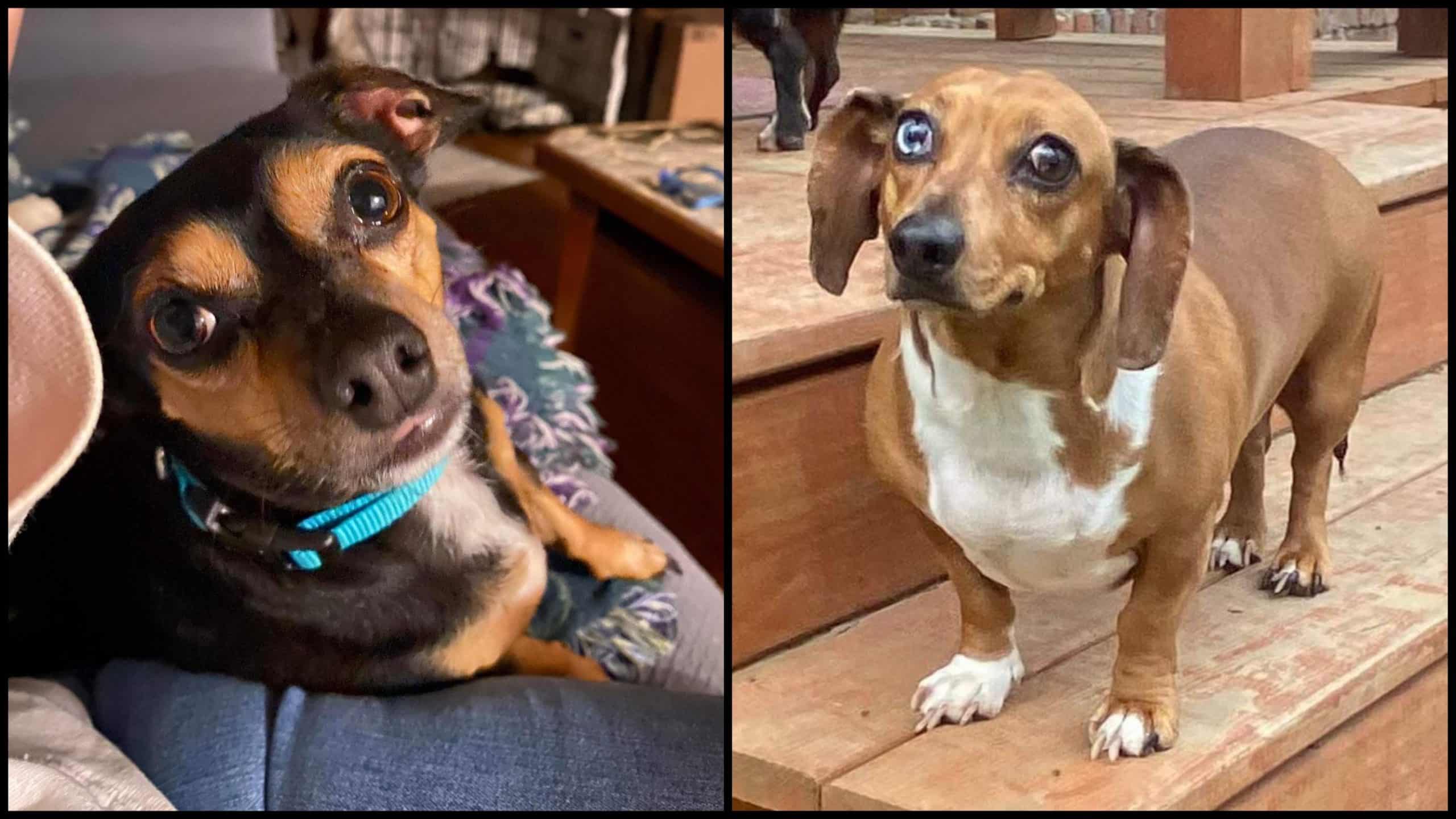 Mom battling cancer needs a loving home for her dogs
