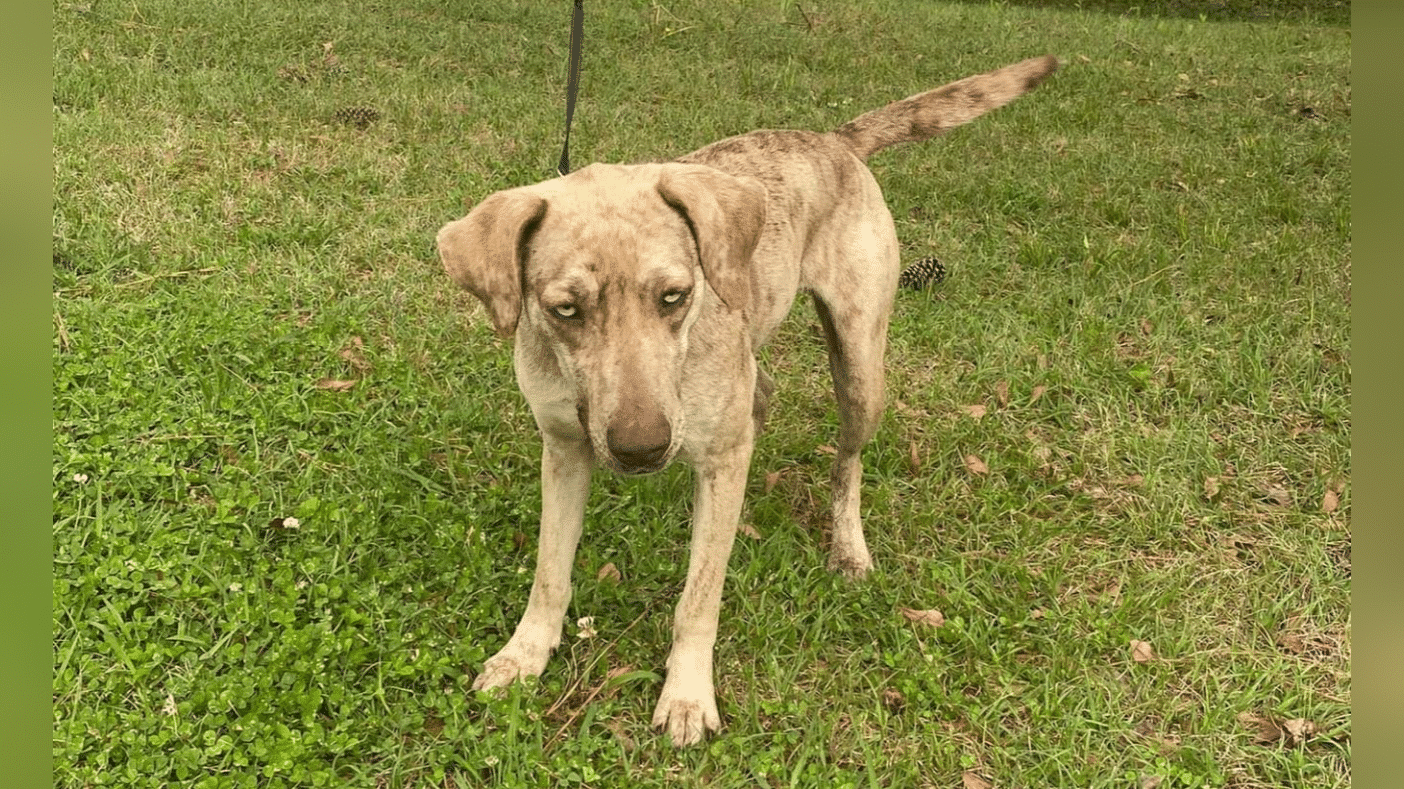 City of Vicksburg Animal Shelter’s featured adoptable pet, “Sinny”