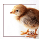Baby chicks; Source: MSU