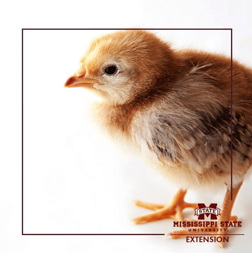 Baby chicks; Source: MSU